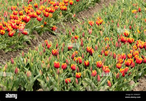 Red Yellow Tulips In Field On Diagonal Tulip Beds Region Hoorn West