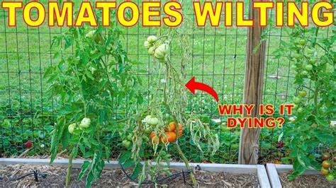 Why Are My Tomato Plants Dying Managing Tomato Wilt Disease Youtube