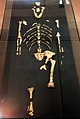Lucy The Australopithecine's Death: Skyfall Or Tall Tale?