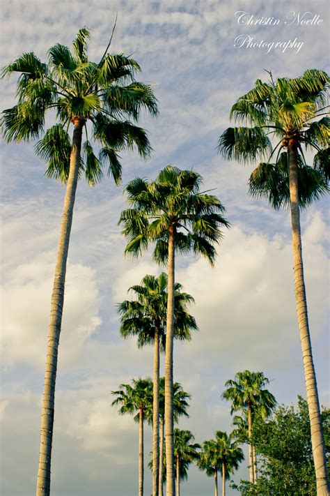 Palm Trees In Florida