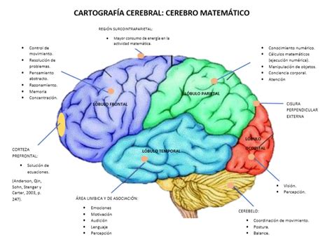 Razonamiento Matem Tico Iv Cartograf A Cerebral Cerebro Matem Tico