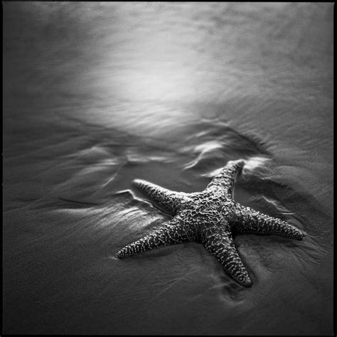 Starfish Photograph By Molly Wassenaar Fine Art America
