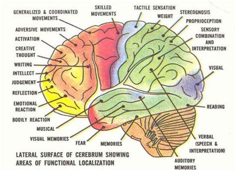 Diagram Of The Human Brain Parts 6 Brain Train Coach
