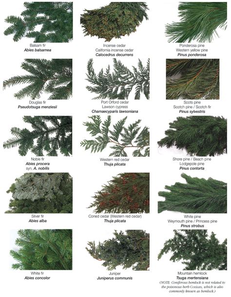 Types Of Evergreen Trees The Tree Center