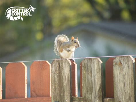 Squirrel Removal Boxford Ma Critter Control Boston