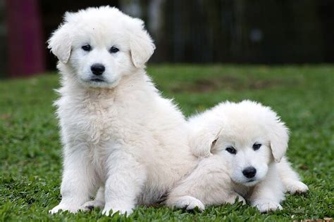 Kuvasz Dog Facts Puppy Pictures Temperament Characteristics