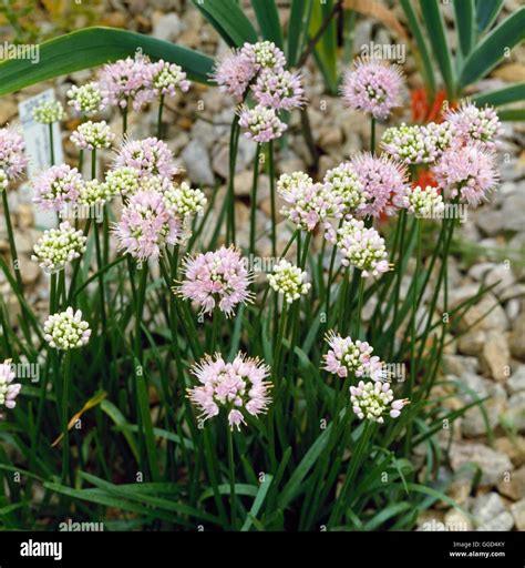 Allium Senescens Bul033045 Stock Photo Alamy