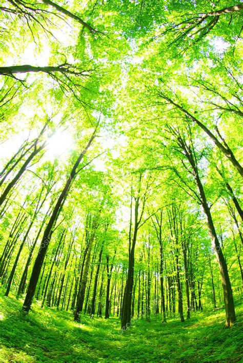 Green Forest — Stock Photo © Pakhnyushchyy 2072694