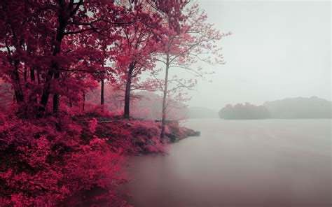 Download Wallpaper 3840x2400 Lake Trees Shore Fog Landscape 4k