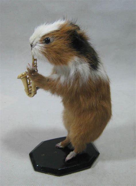 Taxidermy Cute Small Farm Animal Real Guinea Pig Playing
