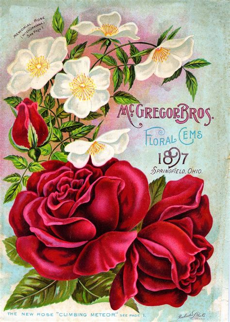 Joy Design Studio Vintage Antique Roses Posters61 Item Vintage