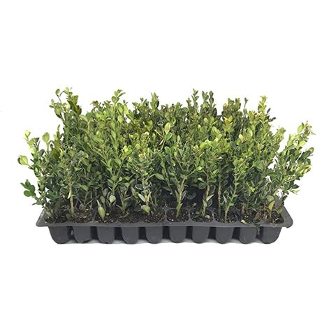 Buy Winter Gem Boxwood 30 Live Plants 2 Pot Size Buxus