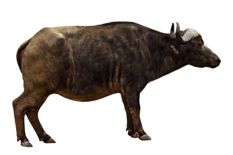 Buffalo Png Images Transparent Background Png Play
