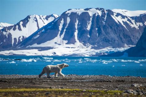 Best Things To Do In Svalbard