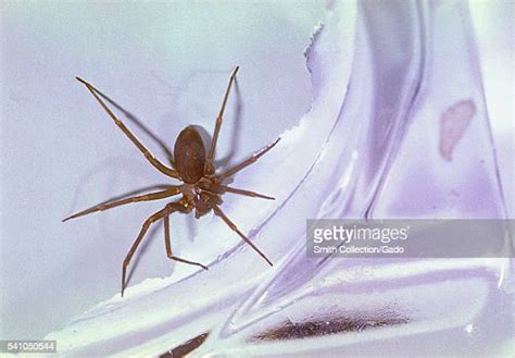 Brown Recluse Spider Bite Photos And Premium High Res Pictures Getty