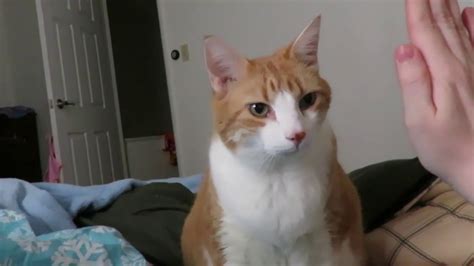 Cat Gets Camera Shy Youtube
