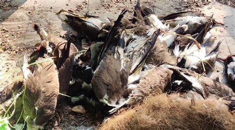 Avian Flu Confirmed 1800 Migratory Birds Found Dead In Himachal India News The Indian Express