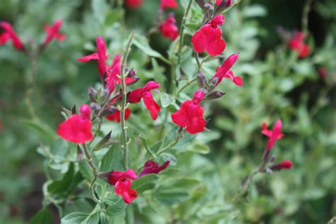 Salvia In Red
