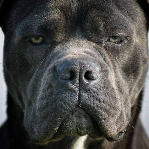 15 Amazing Facts About Cane Corso You Probably Never Knew The Dogman