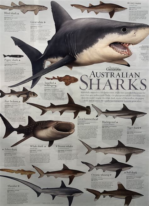 Australian Sharks Poster Flat Australian Geographic