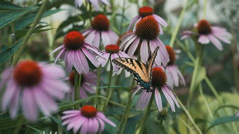 Light Purple Swallowtail Butterfly Coneflowers Petals Macro Wallpaper