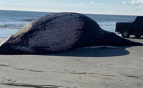 Another Dead Whale Washes Ashore In Atlantic City Nj