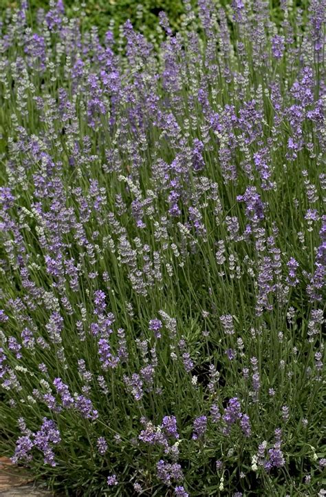 Lavandula Angustifolia Munstead Lavender Garden Center Marketing