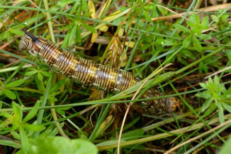 How To Pinpoint And Take Care Of Sod Webworm Lawn Damage Cerullo