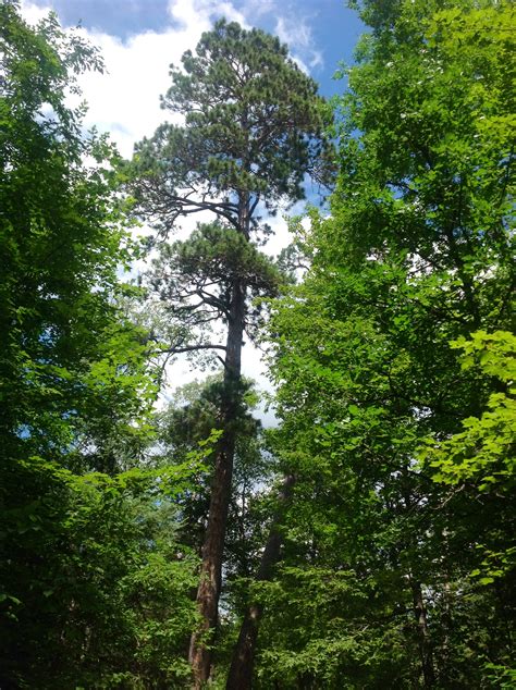 Saving The Red Pine Forests Of Minnesota Wildlife Leadership Academy
