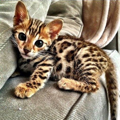 For example the marbled tabby seen in bengals is. 10 Famous Striped Cat Breeds in the World - Tail and Fur