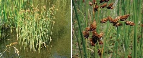 Bulrush Weed Id Guide The Pond Guy
