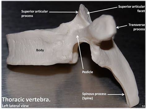 Thoracic Vertebra Lateral View With Labels Axial Skeleton Visual
