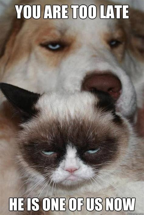 Woof Grumpy Cat Has Met His Match Grumpycat Meme