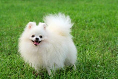 20 Cool Facts You Didnt Know About Pomeranians Pomeranian Puppy