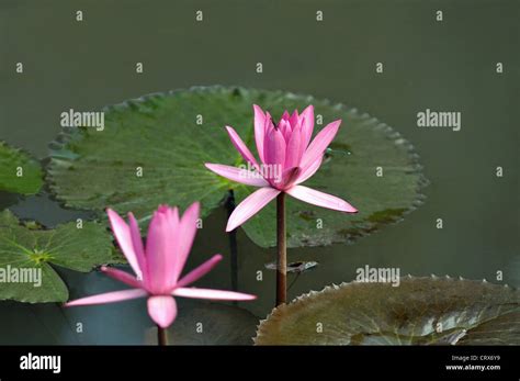 Graphics Lilies Hi Res Stock Photography And Images Alamy