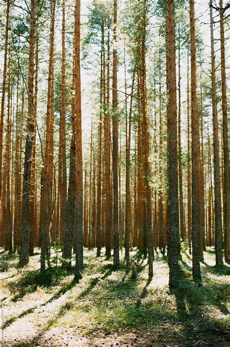 Pine Forest By Stocksy Contributor Amor Burakova Stocksy