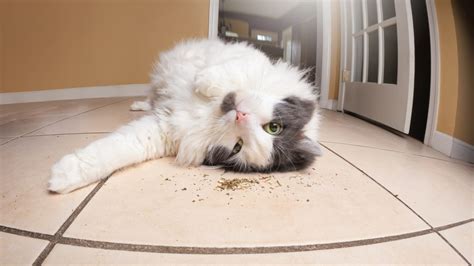 The Surprising Reason Cats Love To Roll Around In Catnip