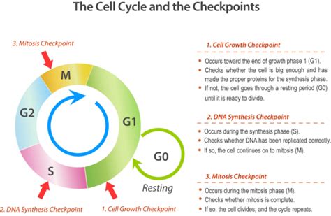 Introduction To Cell Cycle Checkpoints Biology For Non Majors I