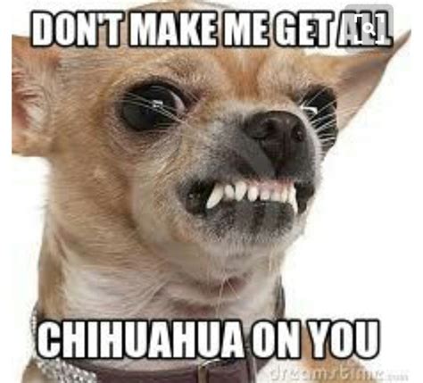 Pin By Anna Marie Akers Olson On Funny Chihuahua Funny Chihuahua