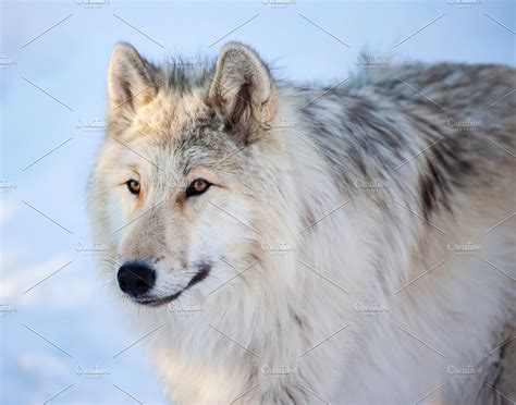 Canadianrocky Mountain Gray Wolf High Quality Animal Stock Photos