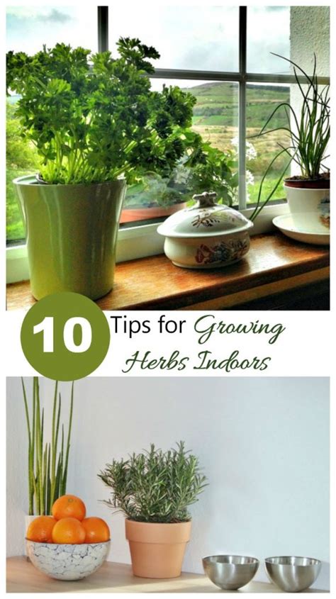 Growing Herbs Indoors How To Grow Herb Plants Indoors Inside