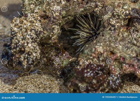 Sea Urchin Hid In Coral In The Surf Sea Urchins Are Members Of The