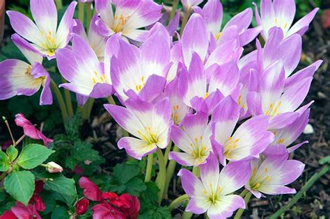 How To Grow Autumn Crocus Colchicum Gardeners Path