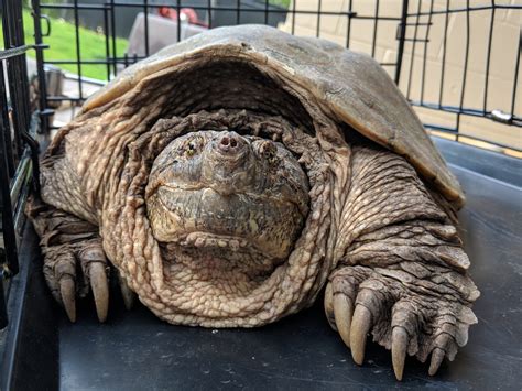 Biggest Snapping Turtle Ever Recorded American Oceans