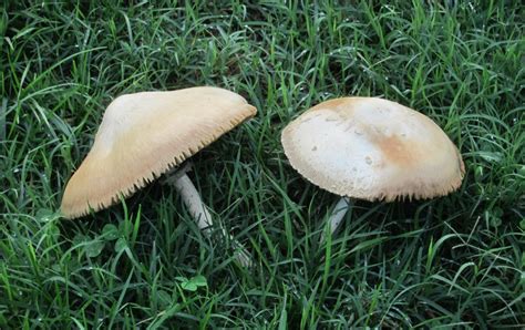Ode Street Tribune Beware Of Wild Mushrooms
