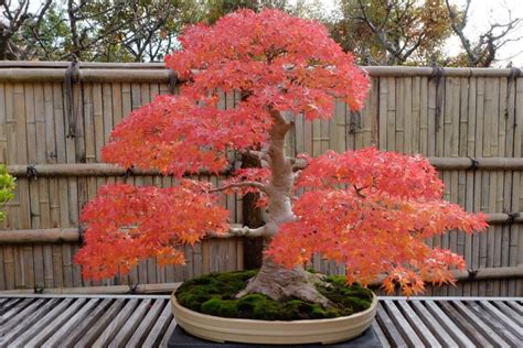 Growing Japanese Red Maple Bonsai From Seed A How To Guide