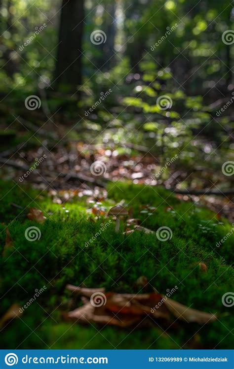 Mossy Green Meadow In Autumn Forest With Sunlight Stock Image Image