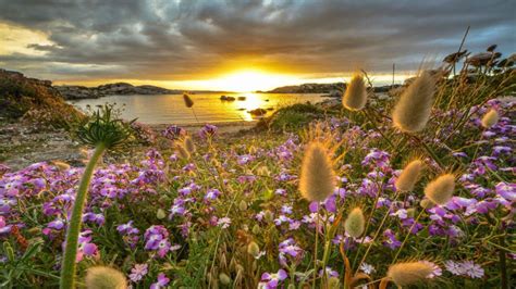 The Island Sardinia Italy Sunset Wildflowers Water Rocks
