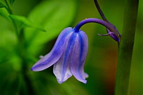 15 Bell Shaped Flowers Urban Garden Gal