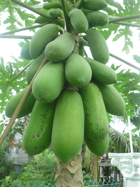 Betik atau nama saintifiknya carica papaya linn dari keluarga caricaceae, dipercayai berasal dari amerika tropika. Disini dalam lingkaran ini: Betik, bunga dan hujan